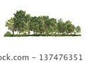 Group of tree. Green treeline isolated on white background. 137476351