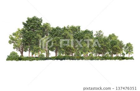 Group of tree. Green treeline isolated on white background. 137476351
