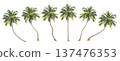 collection high qaulity coconut and palm trees Isolated tree on white background , The collection of trees.Large trees are growing in summer, full frame camera shoot for high resolution picture. 137476353