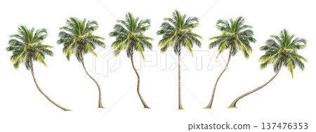 collection high qaulity coconut and palm trees Isolated tree on white background , The collection of trees.Large trees are growing in summer, full frame camera shoot for high resolution picture. 137476353