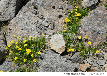 攀登岐阜縣長野縣北阿爾卑斯山脈乘鞍岳 137476444