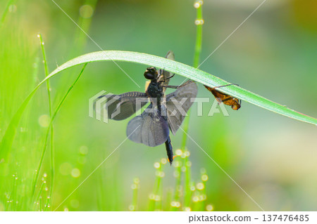 Emergence of butterfly Emergence of butterfly 137476485