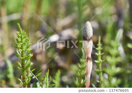 木賊,春天的象徵 木賊,春天的象徵 137476695