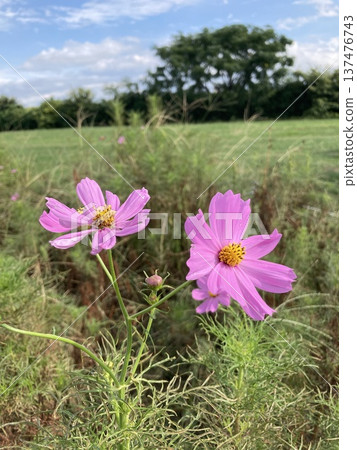 Autumn sky and two-wheeled cosmos Autumn sky and two-wheeled cosmos 137476743