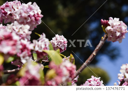 Daphne flower Daphne flower 137476771