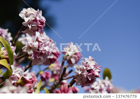 Daphne flower 137476779