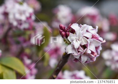 Daphne flower 137476851