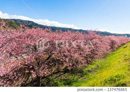 Kannamino Cherry Blossoms 137476863