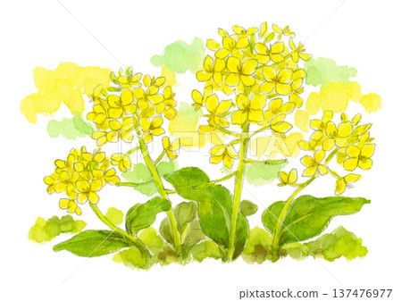 油菜花水彩畫的插圖 油菜花水彩畫的插圖 137476977