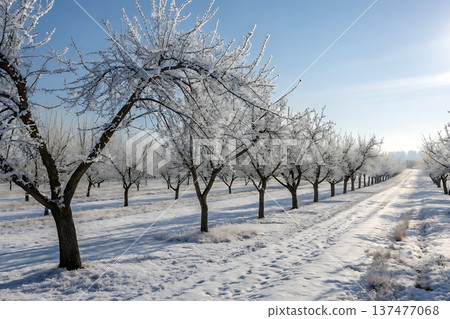 Serene Winter Orchard with Frost-Covered Trees and Snow-Covered Pathway under Clear Sky 137477068