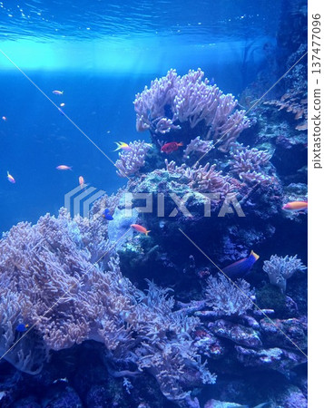 Underwater scenery of the ocean with coral reefs and tropical fish | Beautiful marine ecosystem 137477096