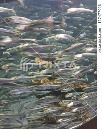 Underwater scenery of a school of fish swimming | School of migratory fish swimming in an aquarium Underwater scenery of a school of fish swimming | School of migratory fish swimming in an aquarium 137477098