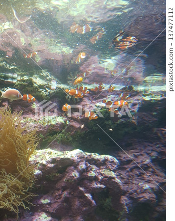 珊瑚礁水下景色，小丑魚在游泳 | 水族館裡的熱帶魚 137477112