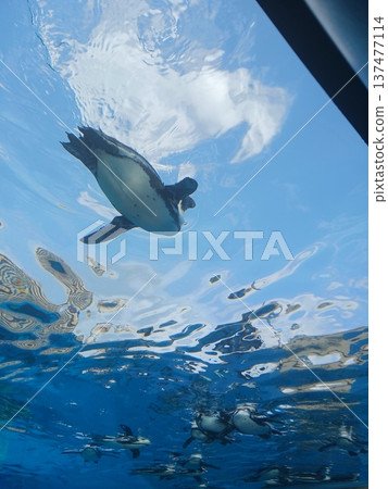 水族館企鵝水下游泳的景象 | 從下方視角欣賞海洋生物 137477114