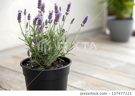 Fresh Lavender Plant in Black Pot on Wooden Deck with Soft Natural Light Background Fresh Lavender Plant in Black Pot on Wooden Deck with Soft Natural Light Background 137477121