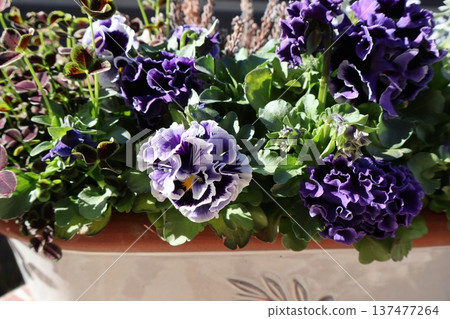 Purple frill viola blooms beautifully in spring Purple frill viola blooms beautifully in spring 137477264