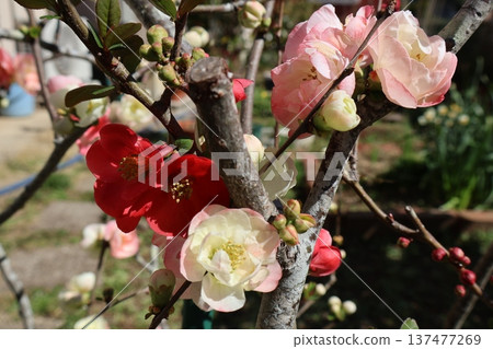Cute double-flowered Japanese quince flowers Cute double-flowered Japanese quince flowers 137477269