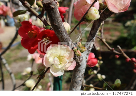Cute double-flowered Japanese quince flowers Cute double-flowered Japanese quince flowers 137477271