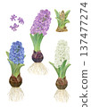 Hand-drawn raster illustration of hyacinths painted in watercolor 137477274