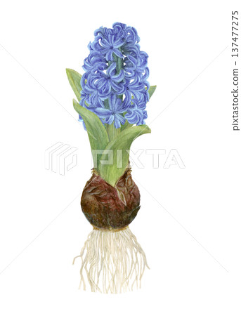 手繪水彩藍色風信子柵格插圖 137477275