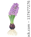 Hand drawn raster illustration of purple hyacinths painted in watercolor 137477276