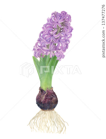 Hand drawn raster illustration of purple hyacinths painted in watercolor 137477276