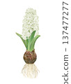 Hand drawn raster illustration of white hyacinths painted in watercolor 137477277