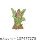 Hand-drawn illustration of hyacinth buds painted in watercolor 137477278
