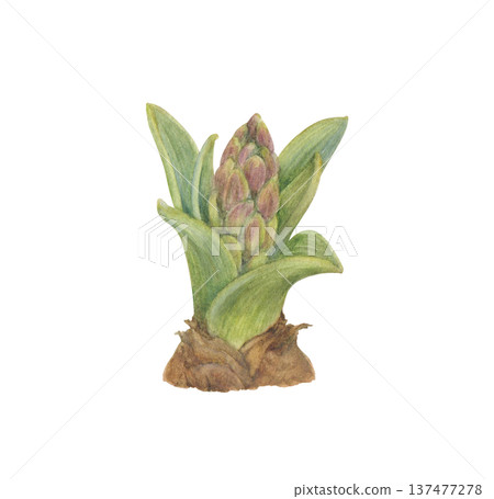 手繪水彩風信子花蕾插圖 137477278