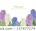 A background illustration of hyacinths of various colors painted in watercolor 137477279