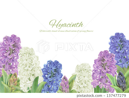 A background illustration of hyacinths of various colors painted in watercolor A background illustration of hyacinths of various colors painted in watercolor 137477279
