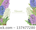 A background illustration of hyacinths of various colors painted in watercolor 137477280