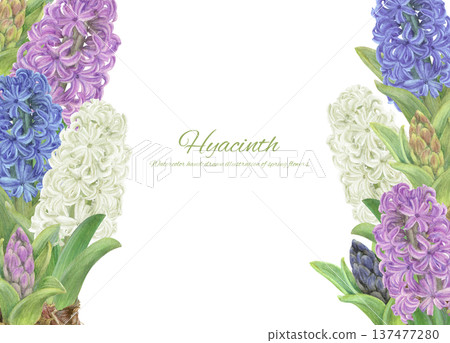 背景插圖為水彩繪製的各種顏色的風信子。 137477280