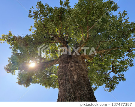 Looking up at the large camphor tree, sunlight floods in. Looking up at the large camphor tree, sunlight floods in. 137477397