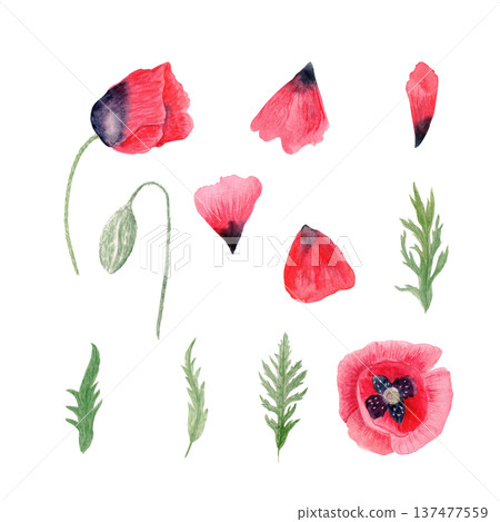Red poppy flowers, bud, stems, leaves and petals watercolor set isolated on white. Illustration with natural texture, perfect for wedding stationery, cards, decor, packaging, prints. floral branding Red poppy flowers, bud, stems, leaves and petals watercolor set isolated on white. Illustration with natural texture, perfect for wedding stationery, cards, decor, packaging, prints. floral branding 137477559