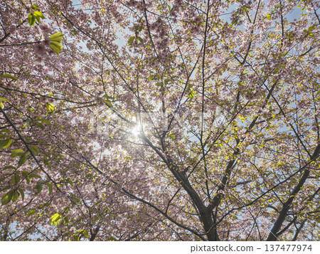 沐浴在春日的陽光中。河津櫻花盛開,沐浴在光芒裡。 沐浴在春日的陽光中。河津櫻花盛開,沐浴在光芒裡。 137477974