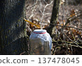 Collecting maple sap from a tree trunk into a glass jar during early spring 137478045