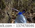 Collecting maple sap from a tree using a tube into a plastic bottle in early spring 137478046
