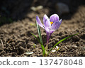 Delicate purple crocus flower with striped petals blooming in the soil during springtime 137478048