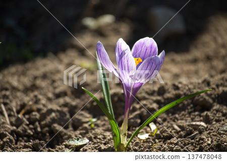 Delicate purple crocus flower with striped petals blooming in the soil during springtime Delicate purple crocus flower with striped petals blooming in the soil during springtime 137478048