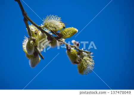 Bees collecting pollen from fluffy willow catkins against a clear blue sky 137478049
