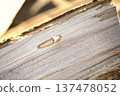 Woodworm Larva Inside Birch Log Close-Up Showing Wood Borer Infestation and Texture Detail 137478052