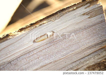 Woodworm Larva Inside Birch Log Close-Up Showing Wood Borer Infestation and Texture Detail Woodworm Larva Inside Birch Log Close-Up Showing Wood Borer Infestation and Texture Detail 137478052