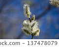 Delicate willow catkins emerge in spring against a soft blue bokeh background 137478079