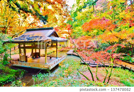 新潟縣加茂市加茂山公園的紅葉 新潟縣加茂市加茂山公園的紅葉 137478082