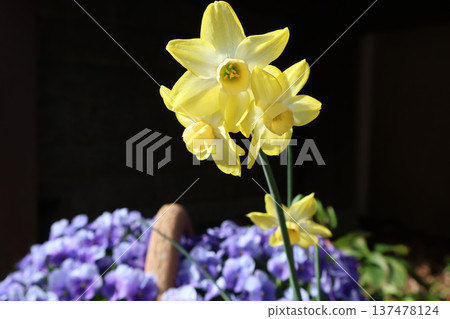 花葉水仙和藍色三色堇 137478124