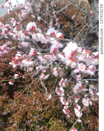 Pink plum blossoms blooming on the rocks Pink plum blossoms blooming on the rocks 137478239
