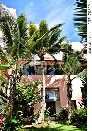 發光在藍天的棕櫚樹 137478260