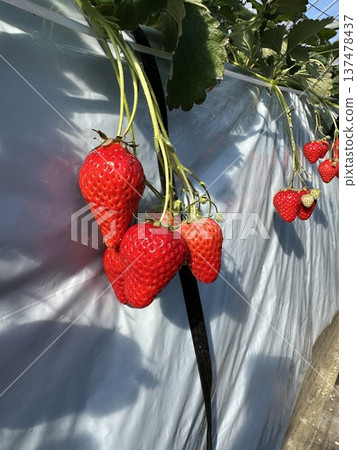 Strawberry Picking ☆mar_lapin Strawberry Picking ☆mar_lapin 137478437