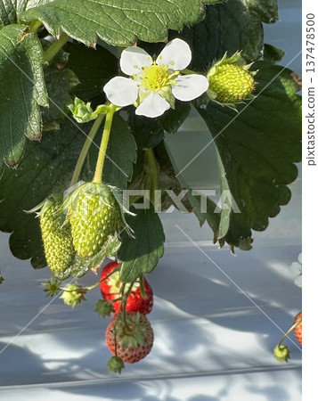 Strawberry Flower ☆mar_lapin Strawberry Flower ☆mar_lapin 137478500